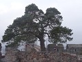 DSC04306