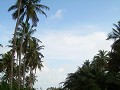 de slavenroute...langs idyllische palmbomen