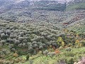 Hele olijfgaarden vol