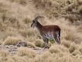 Walia Ibex vrouwtje