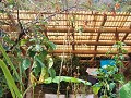 Rondneuzen bij Atitlan Organics in Tzununa