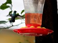 dorstige kolibrie