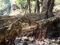 De kortste living root bridge