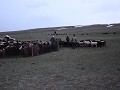 De schapen binnen drijven 
