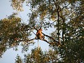 Proboscis monkey of neusaap