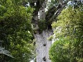 Zoek Ruth voor de 2000 jaar oude Kauri (51,5 meter