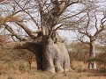 Olifant-baobab