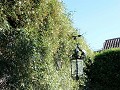 Heerlijk ruikende jasmijn in het Palacio del Marqu