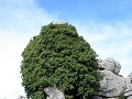 Een "stenen boom"