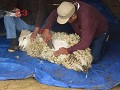 schapen scheren