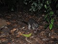 Possums vlakbij onze tent. Toch altijd een beetje 