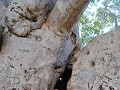 Sommige baobabs zijn hier echt wel kolossaal!