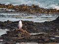Een geeloog-pinguïn bij Curio Bay.