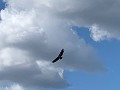 34 Niet te geloven hoe groot die vogels zijn!