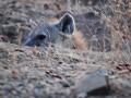 We vermoeden een hyena, maar hij hield zich versch