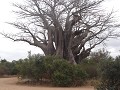 De Baobab.