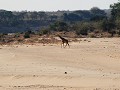 Een giraf bij Letaba, te zien vanuit het kamp.