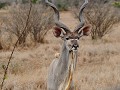 Een mannetjes-kudu, vlakbij de weg, ik kon hem pra
