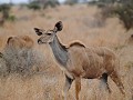 Een vrouwtjes-kudu. 