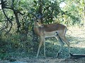 een impala