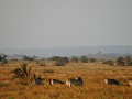 Langs de oevers vinden we ook weer zebra's en wate