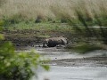 Een nijlpaard die een modderbad neemt.