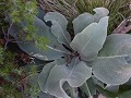 P105031
Reuzenverbascum met bladeren als hoofdkus