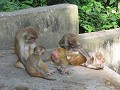 een apen familie