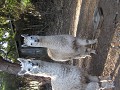 Onze alpaca vrienden