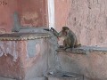 Jaipur - een aap met manieren! (5)