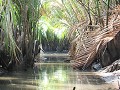 Met de kano door het mangrove.