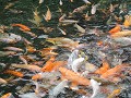 Vissen genoeg, Holy Spring Ubud.
