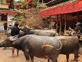 Offers worden gepresenteerd; Toraja.