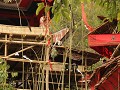 De processie komt op gang, Toraja.