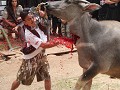 Doodstrijd v/d buffel, Toraja.