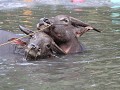 Ook de waterbuffels ...