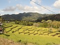 Prachtige rijstvelden op weg naar Riung.