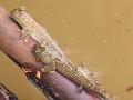 IMG 0129