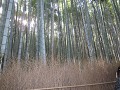 IMG 0311