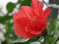 IMG 0347