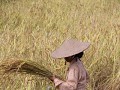 Rijst oogsten.