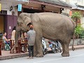 Eindelijk onze eerste olifant in Lao.