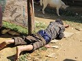 Weer eentje verloren tegen papa! :) Hmong verkopen