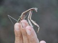 Insectje gevonden 'grasshopper'
