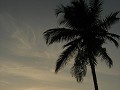 Zie hier de beloofde palmboom.
