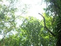 Monkey forest, Ubud.