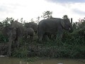 Kudde olifanten aan Kinabatangan River.