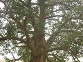 Baobab boom met bewerkte stam.