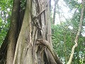 Schitterende bomen, Palenque.