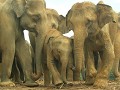 Familie olifant, Pinnewala.
